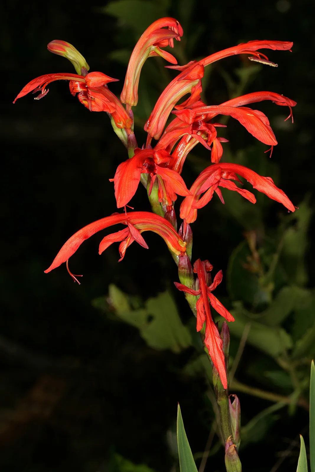 Chasmanthe aethiopica