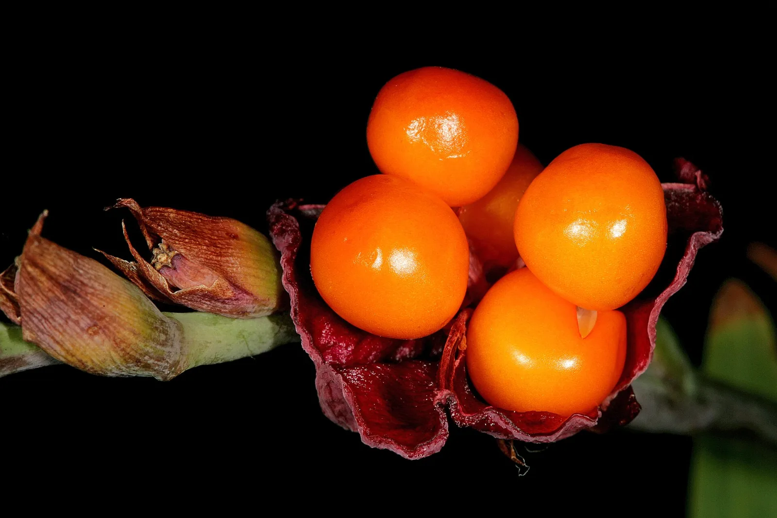 Chasmanthe aethiopica