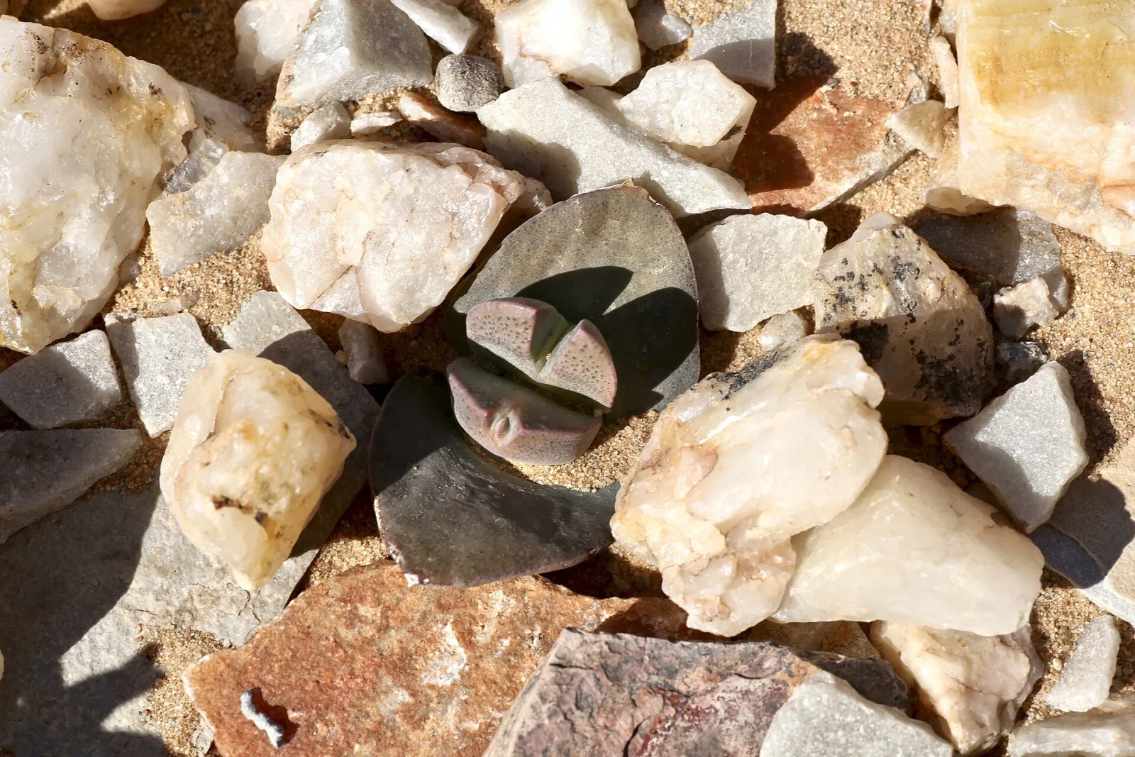 Cheiridopsis peculiaris, semi