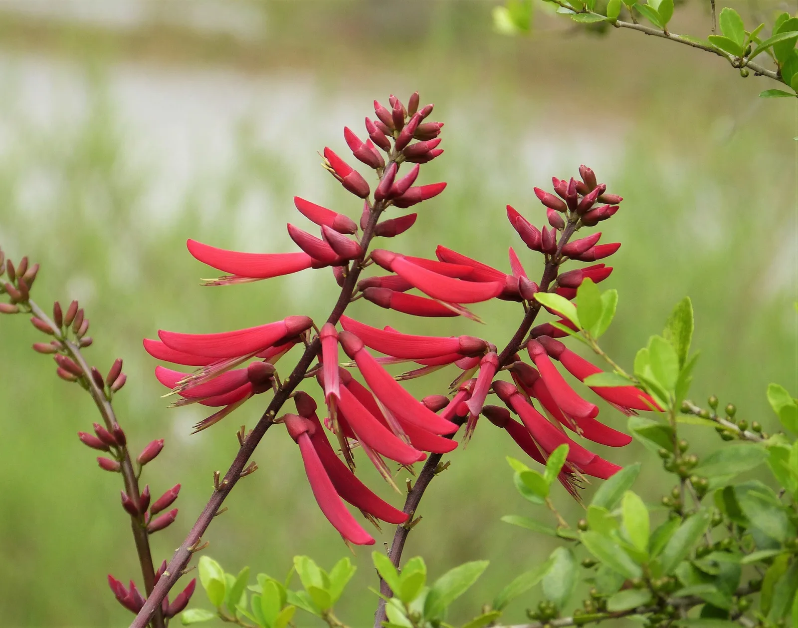 Erythrina herbacea