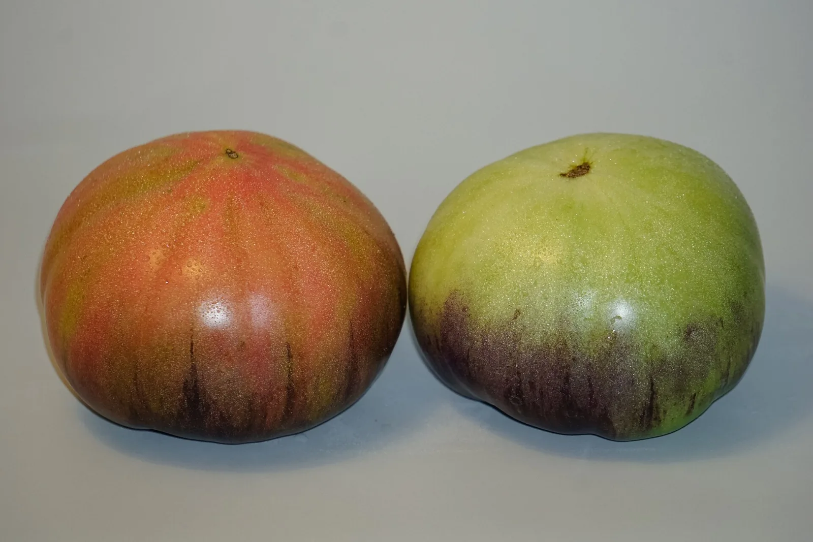 Tomate Cherokee Purple