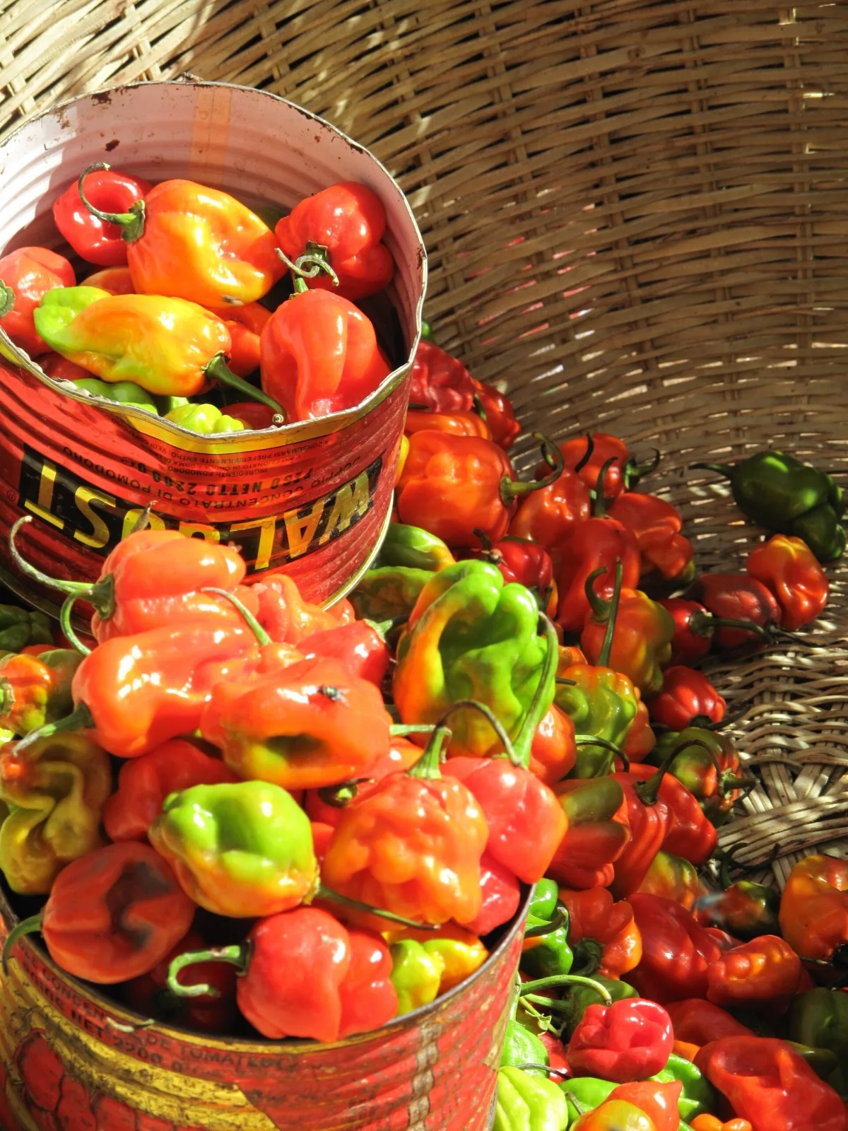 Habanero Gambia Chili