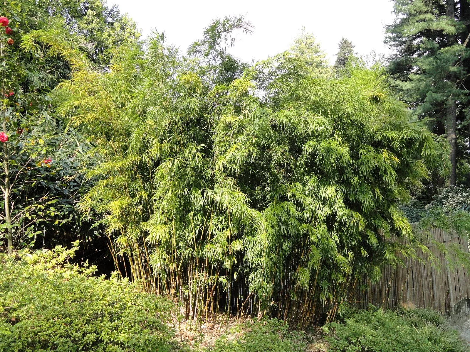 Qiongzhuea tumidinoda