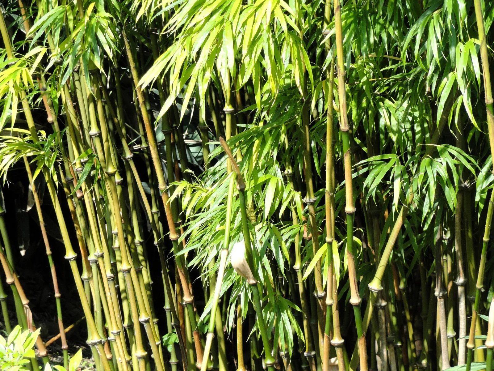 Qiongzhuea tumidinoda