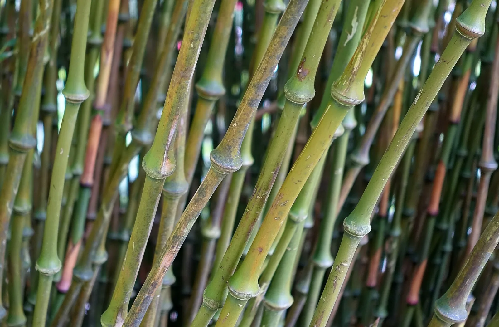 Qiongzhuea tumidinoda