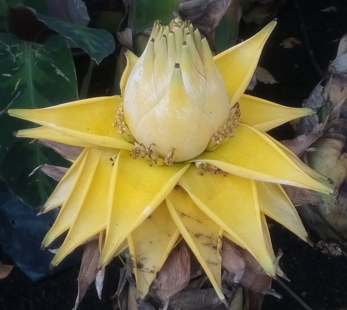 Musella lasiocarpa