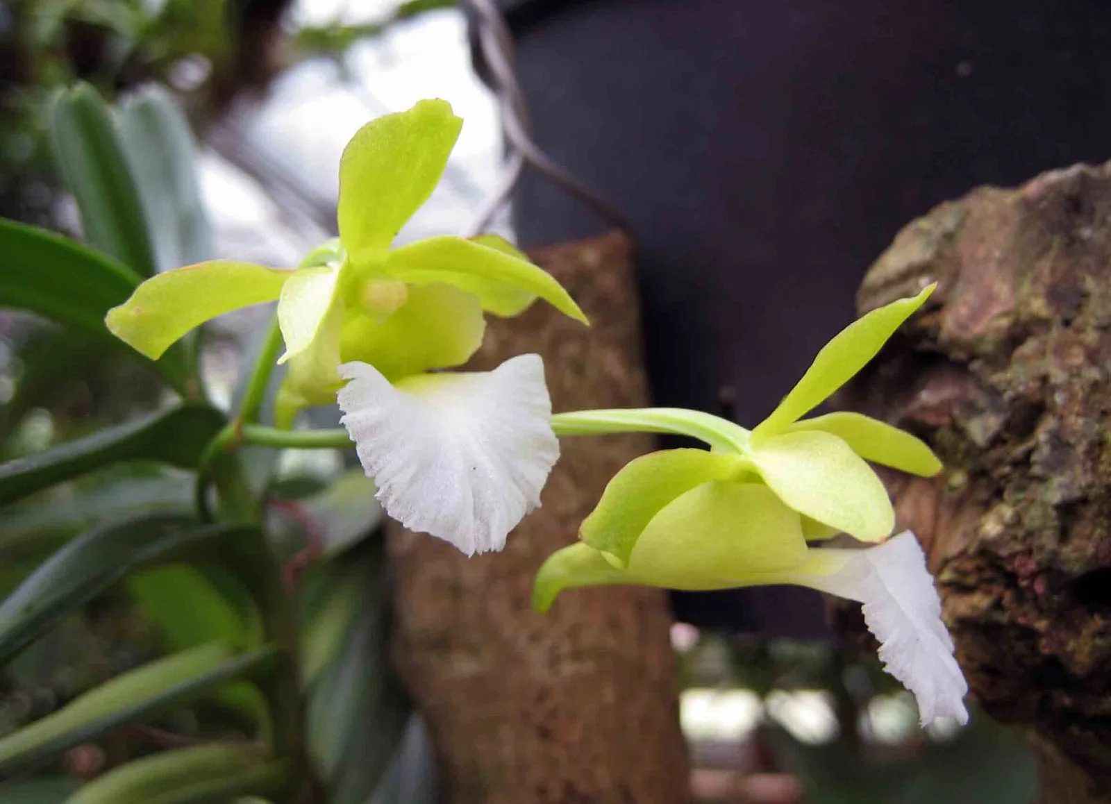 Christensonia vietnamica