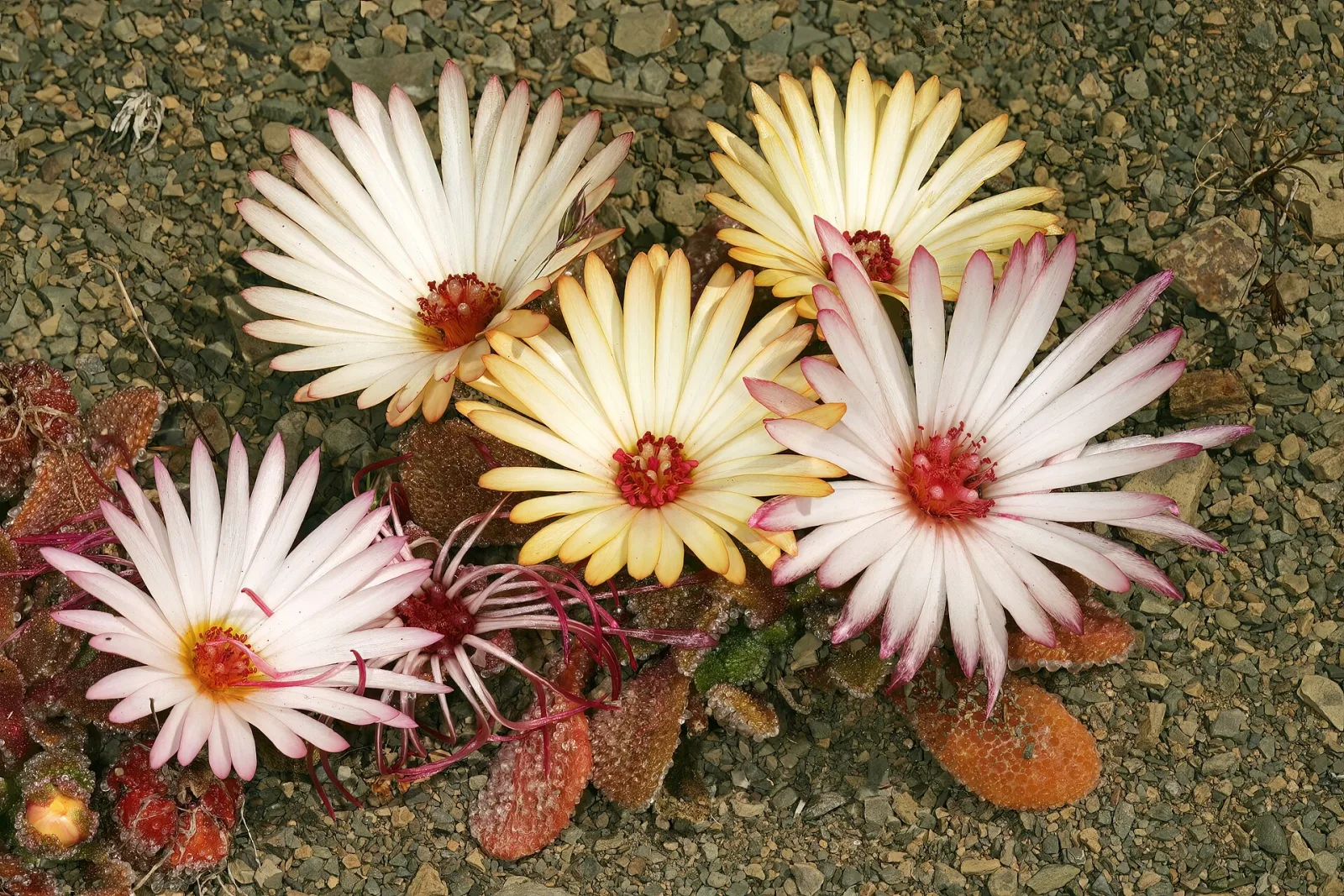 Dorotheanthus maughanii
