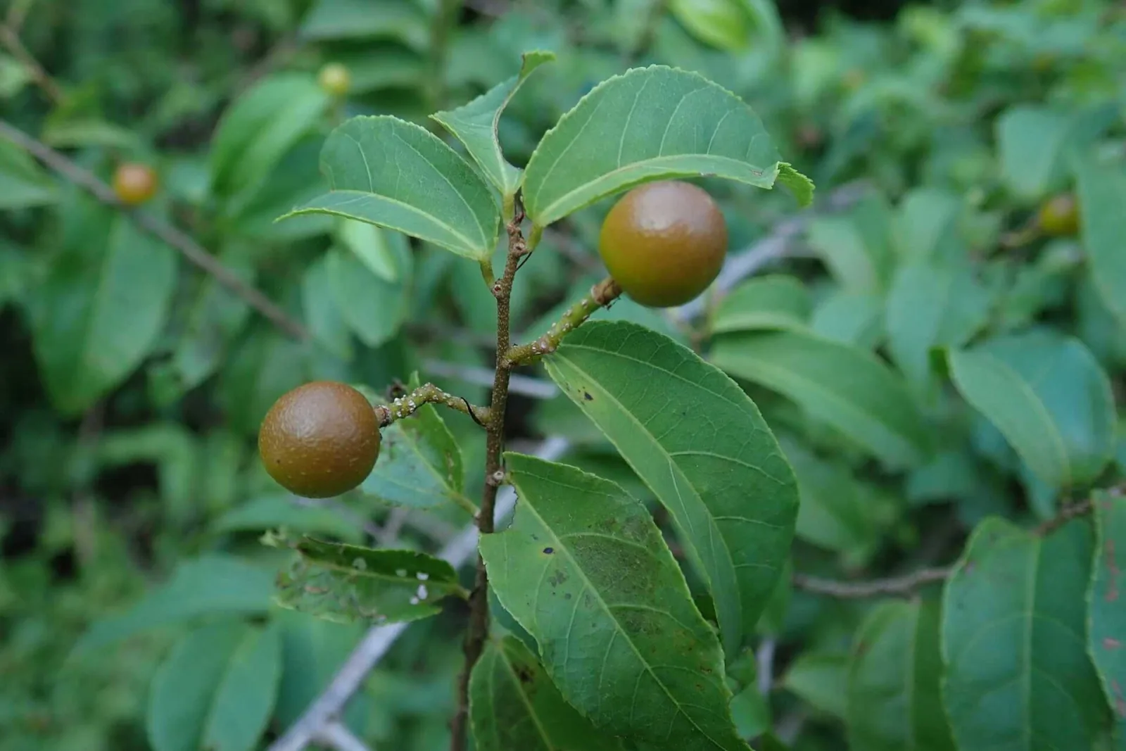 Grewia caffra