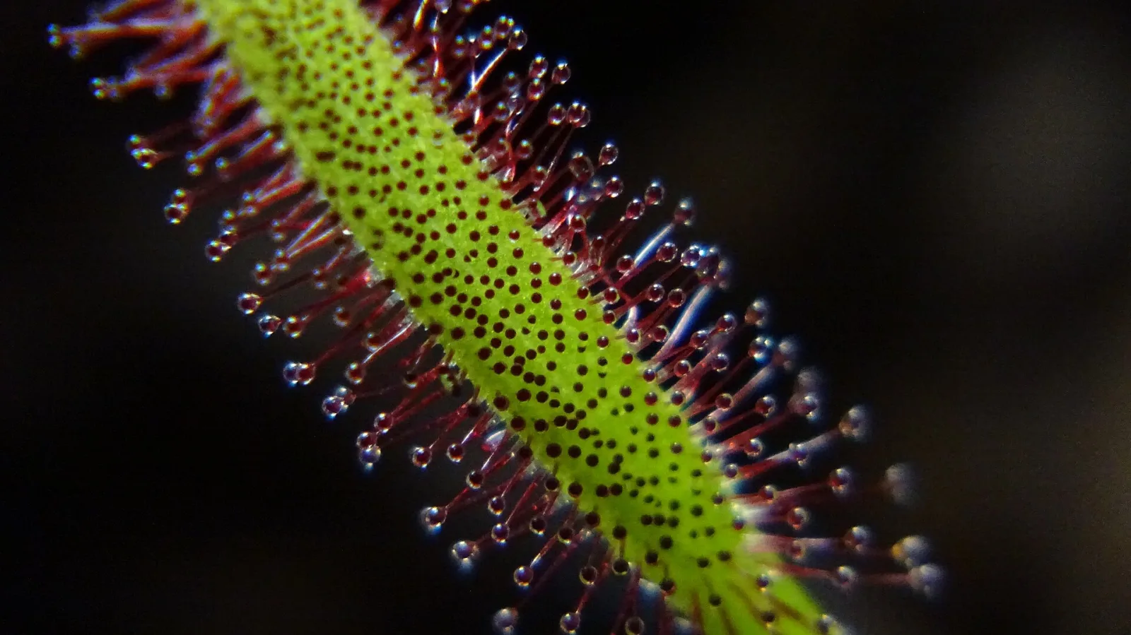 Drosera capensis