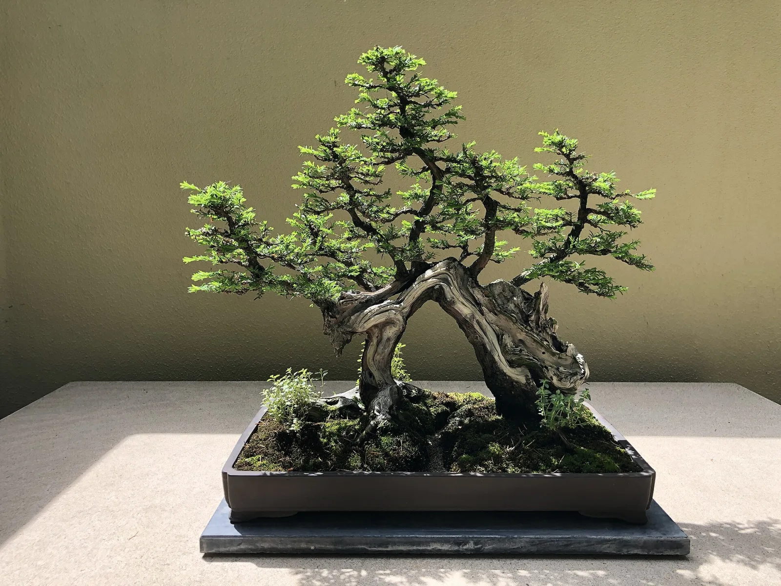 Sequoia sempervirens