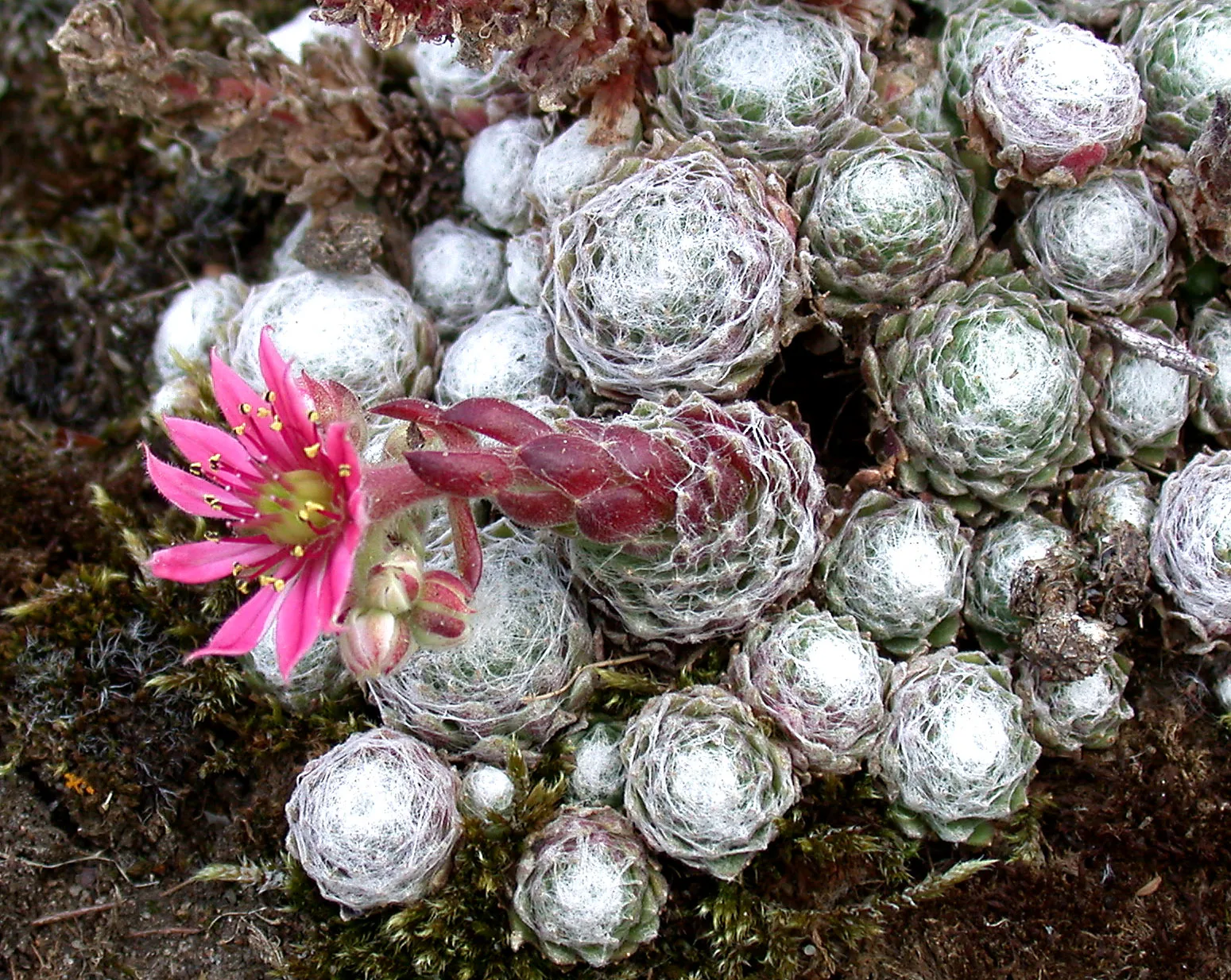 Sempervivum arachnoideum