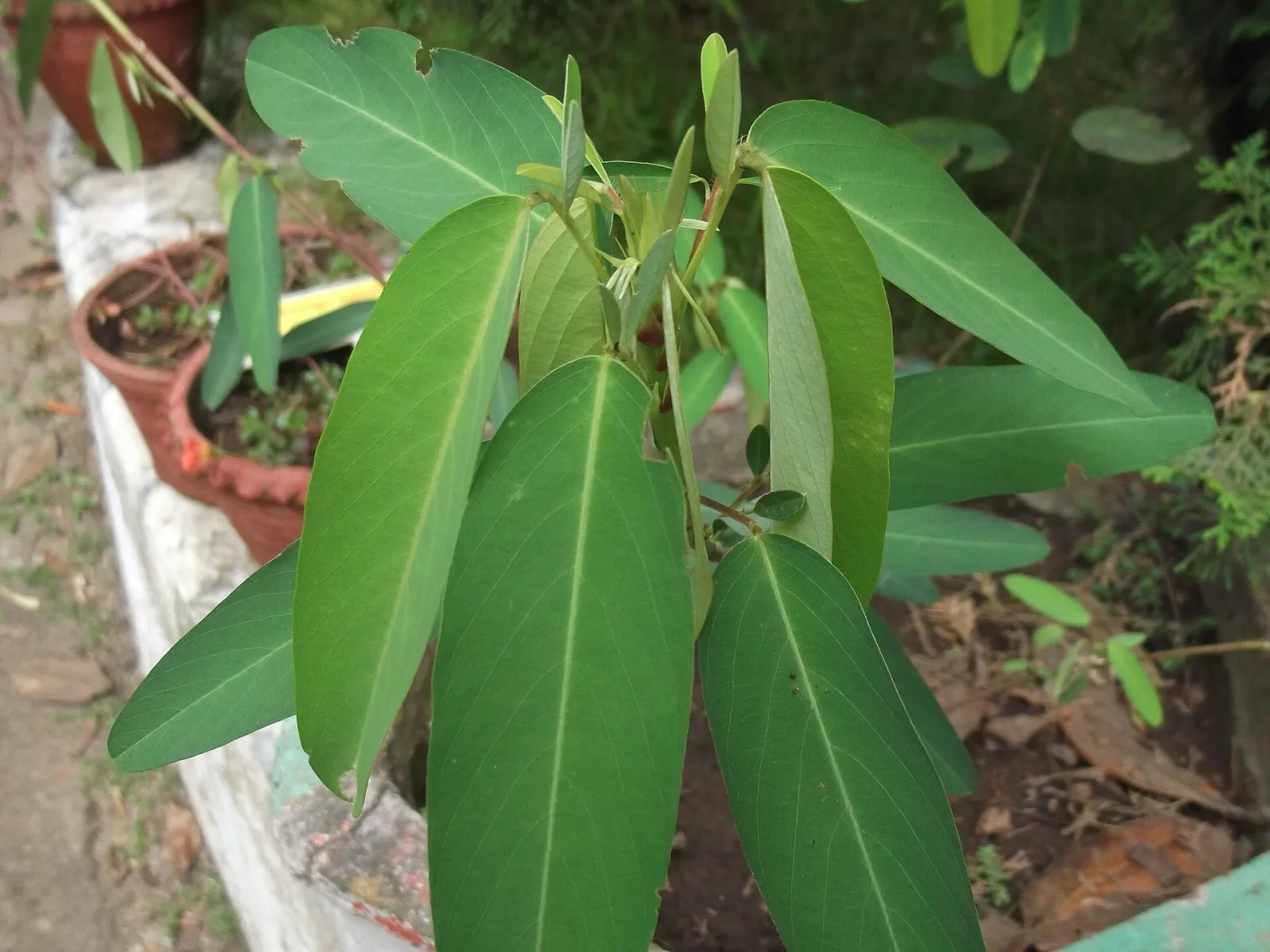Desmodium gyrans