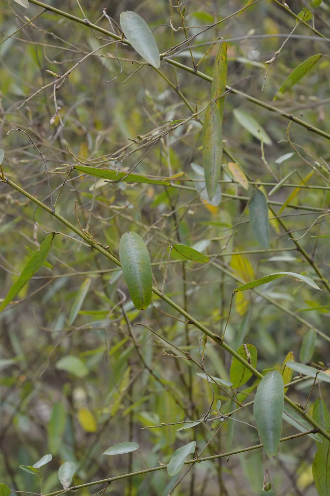 Desmodium gyrans
