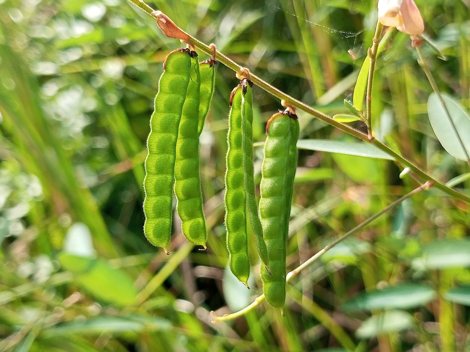 Desmodium gyrans