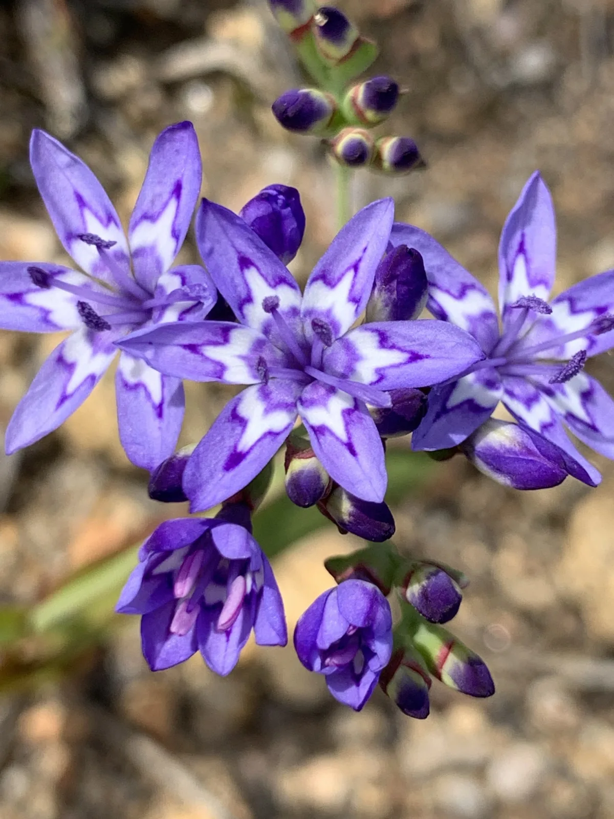 Lapeirousia corymbosa