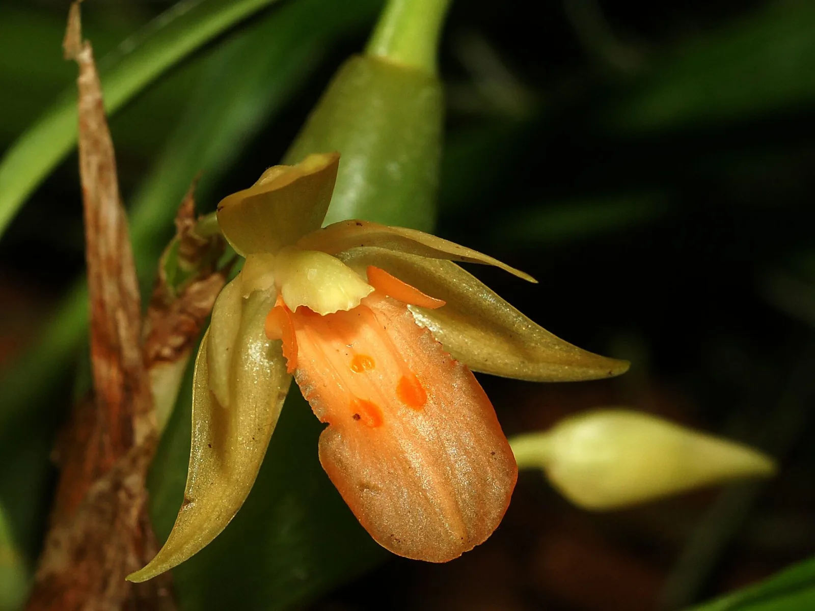 Panisea uniflora