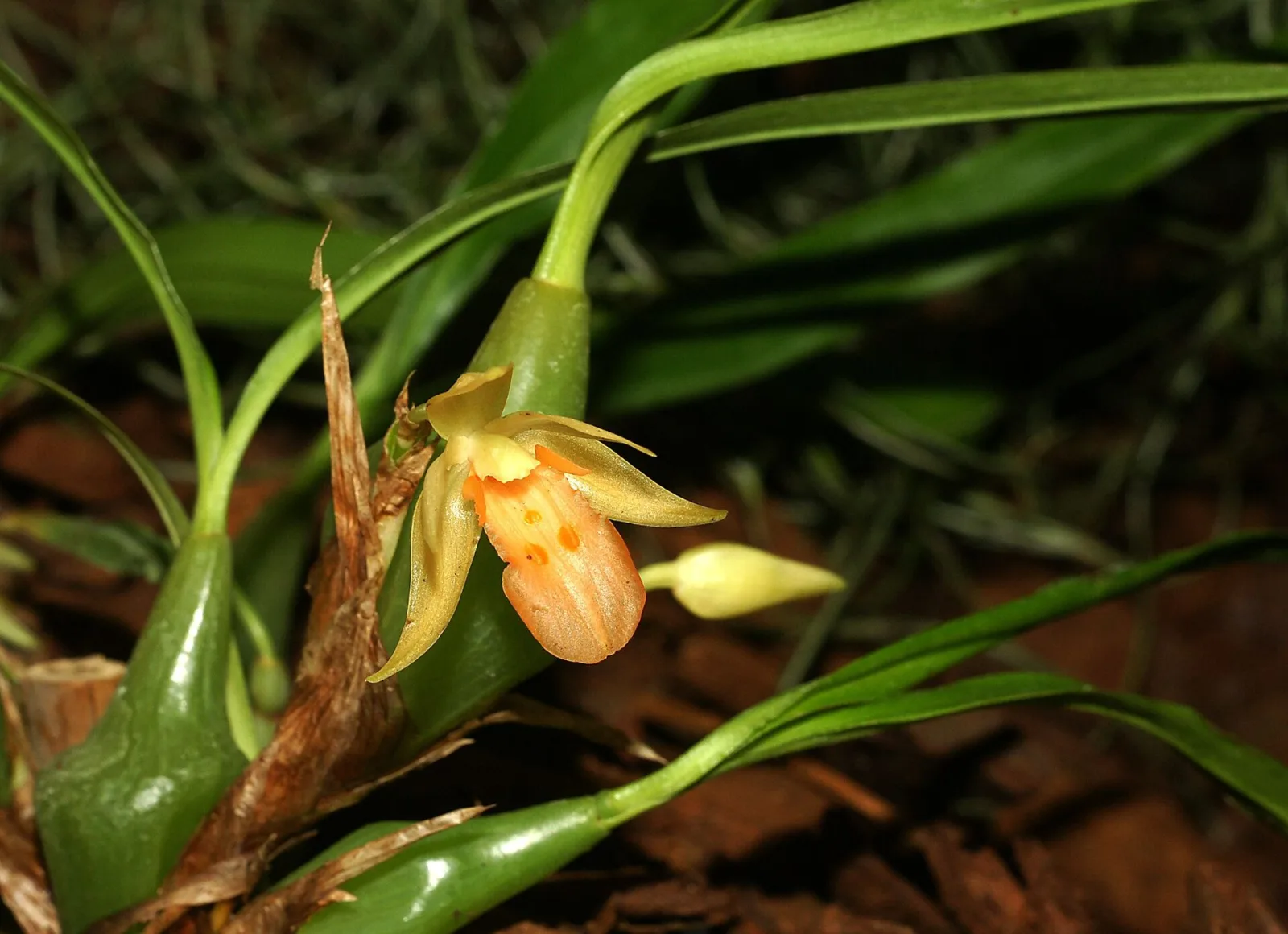 Panisea uniflora