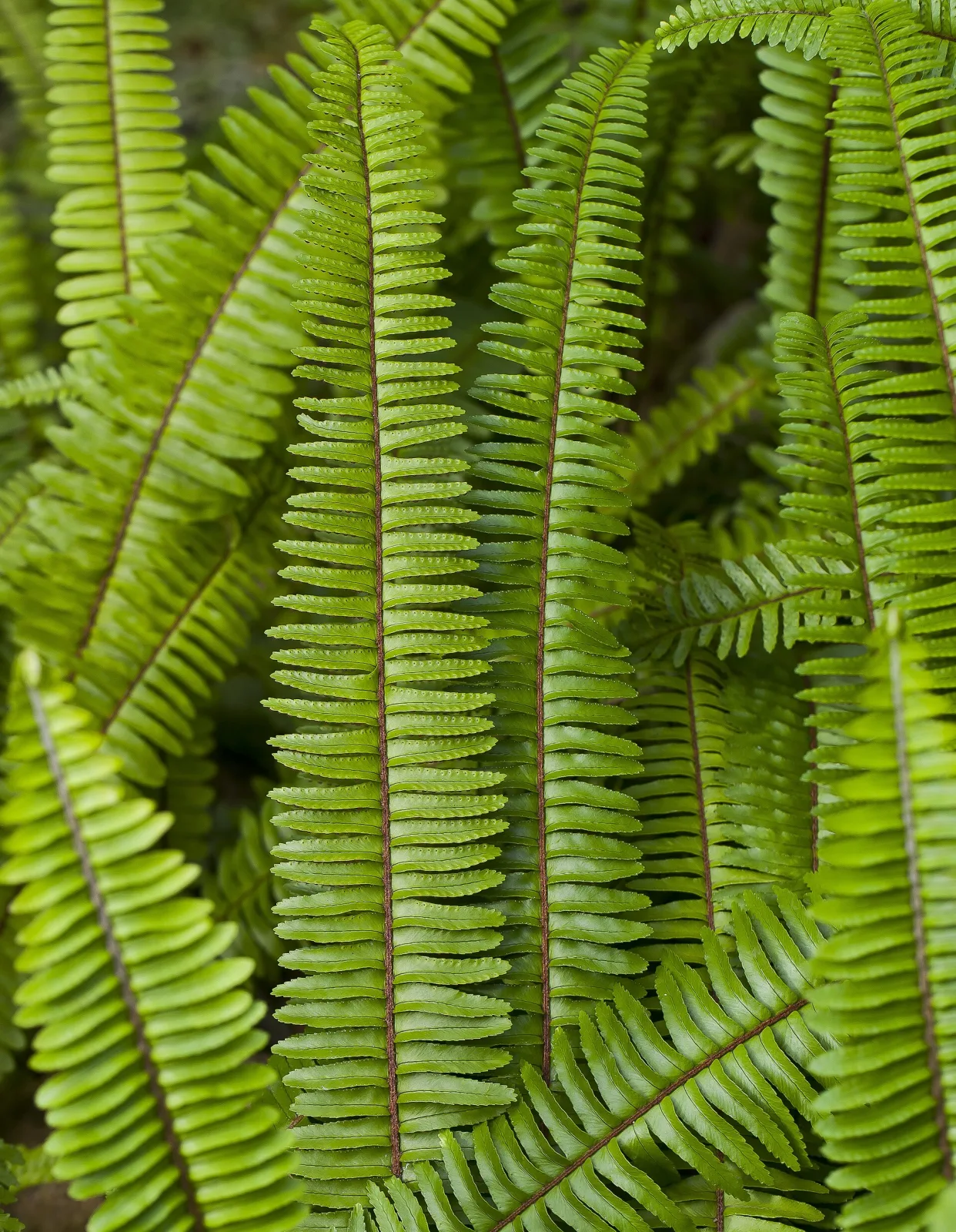 Nephrolepis cordifolia