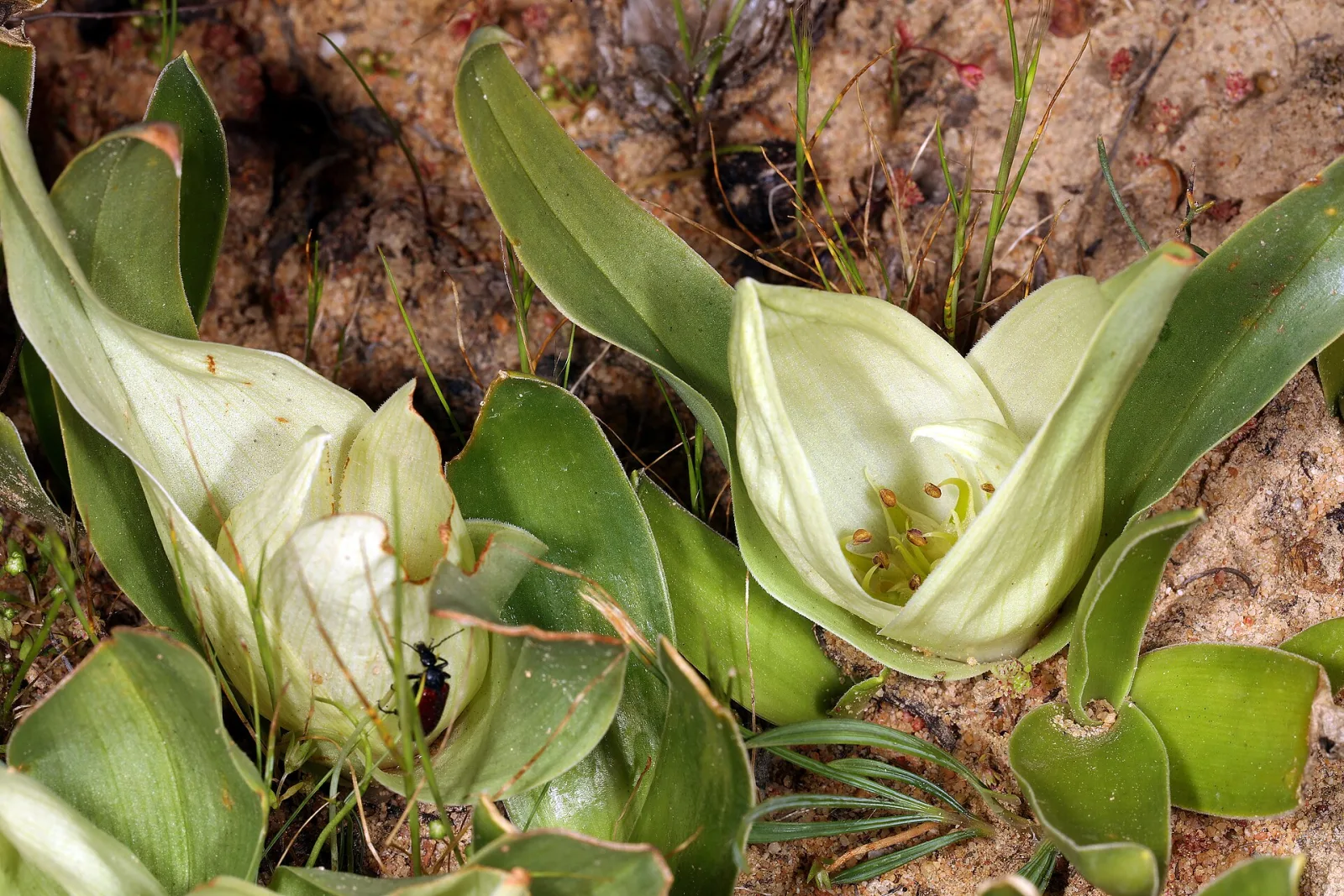 Androcymbium ciliolatum