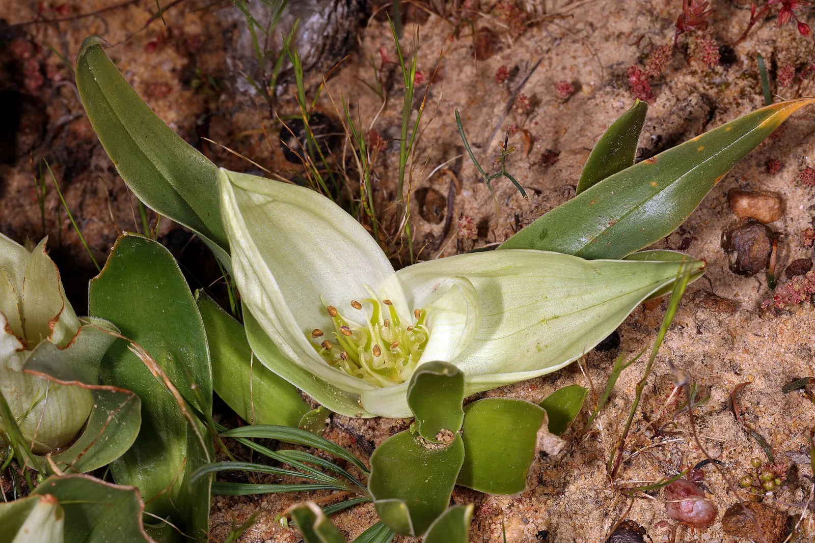 Androcymbium ciliolatum