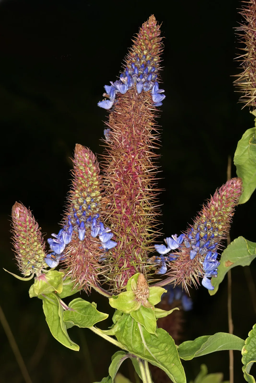 Pycnostachys urticifolia