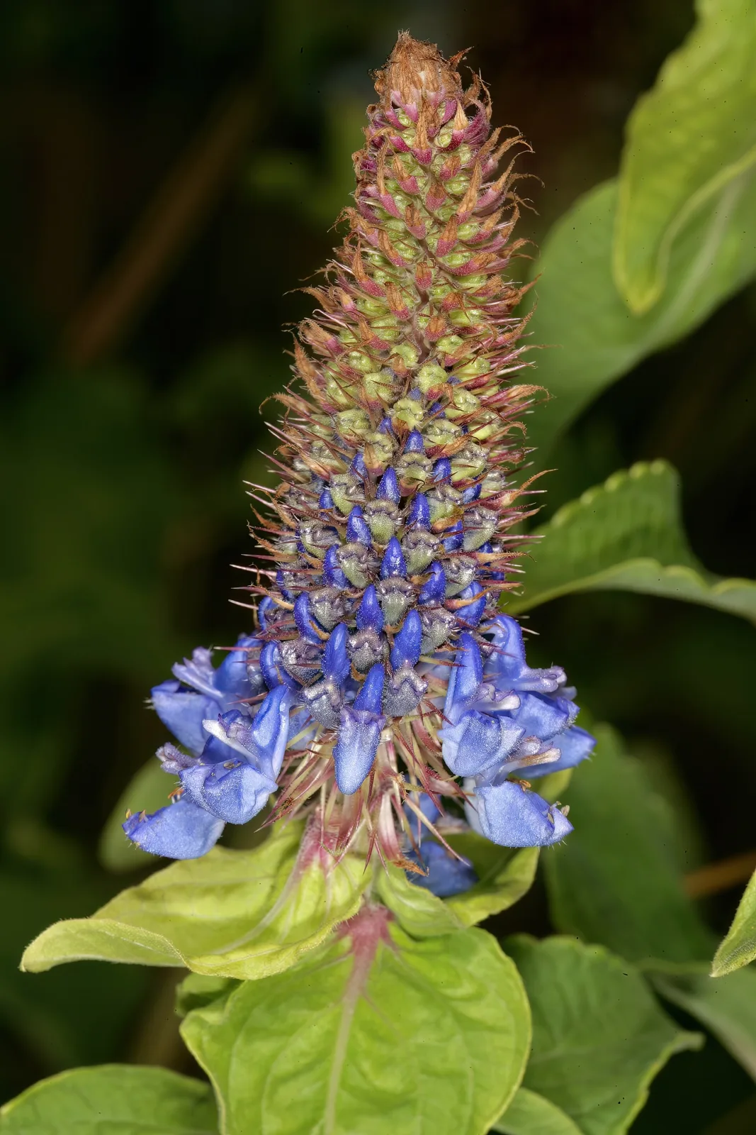 Pycnostachys urticifolia