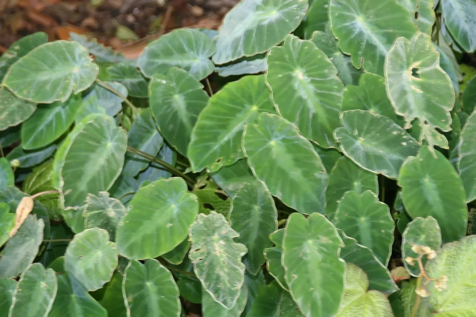 Colocasia fallax