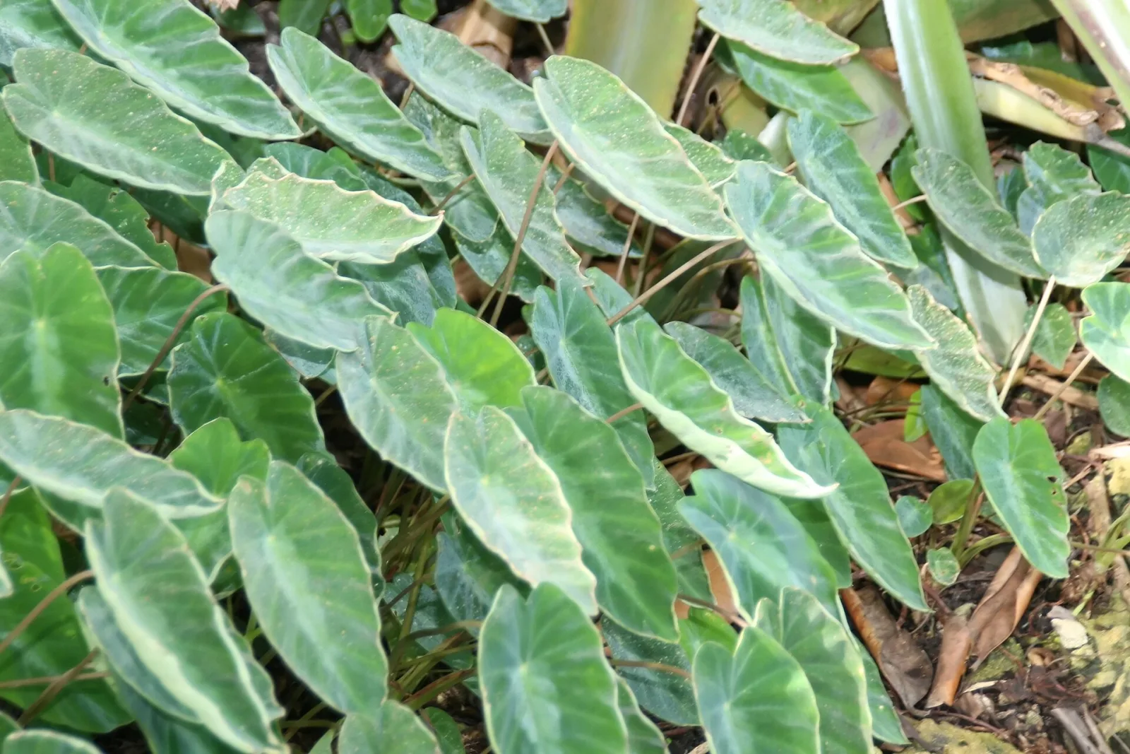Colocasia fallax