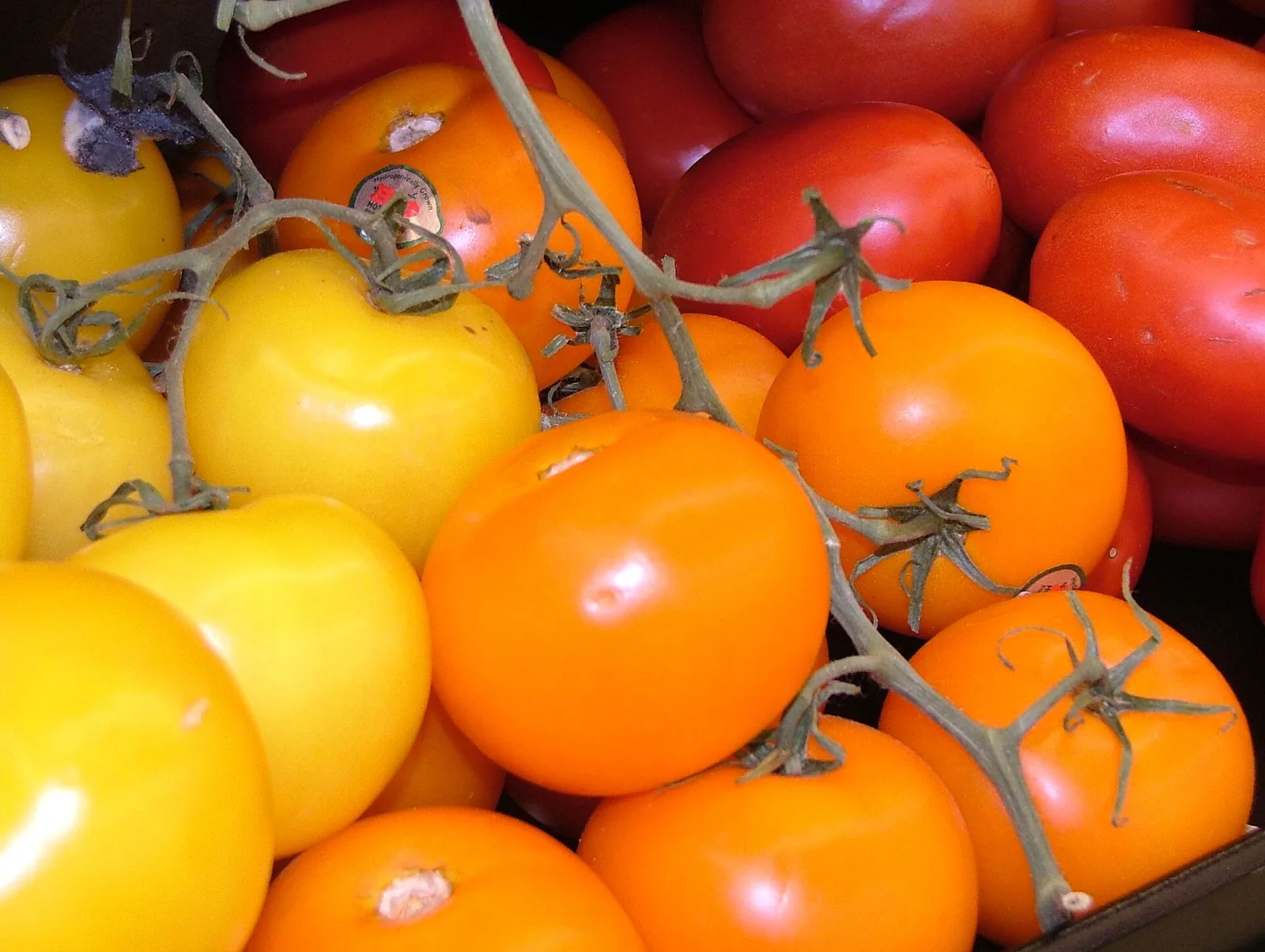 Tomate Cherry Gold Nugget Samen