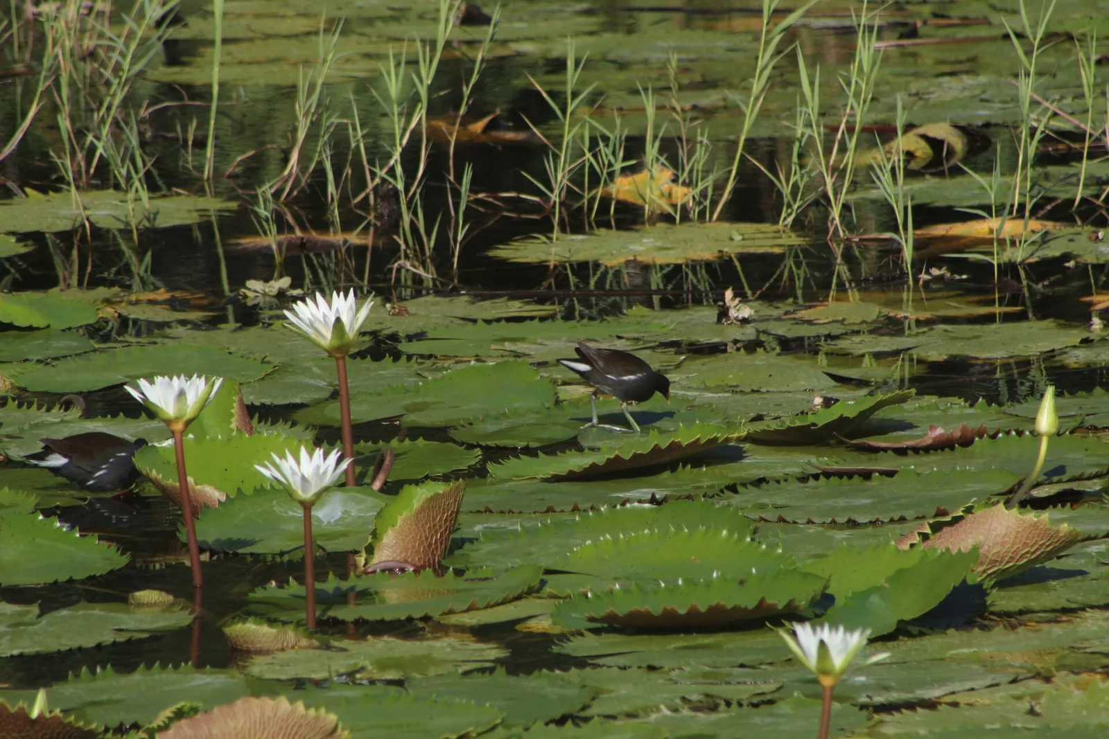 Nymphaea ampla