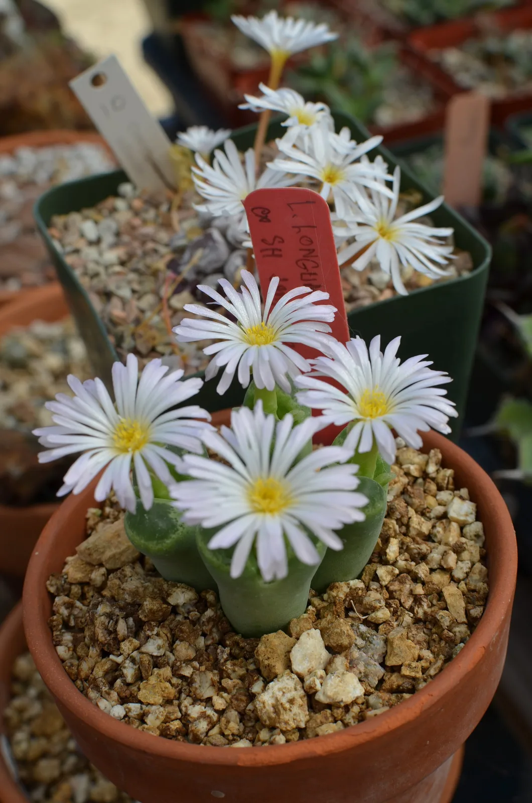 Conophytum longum
