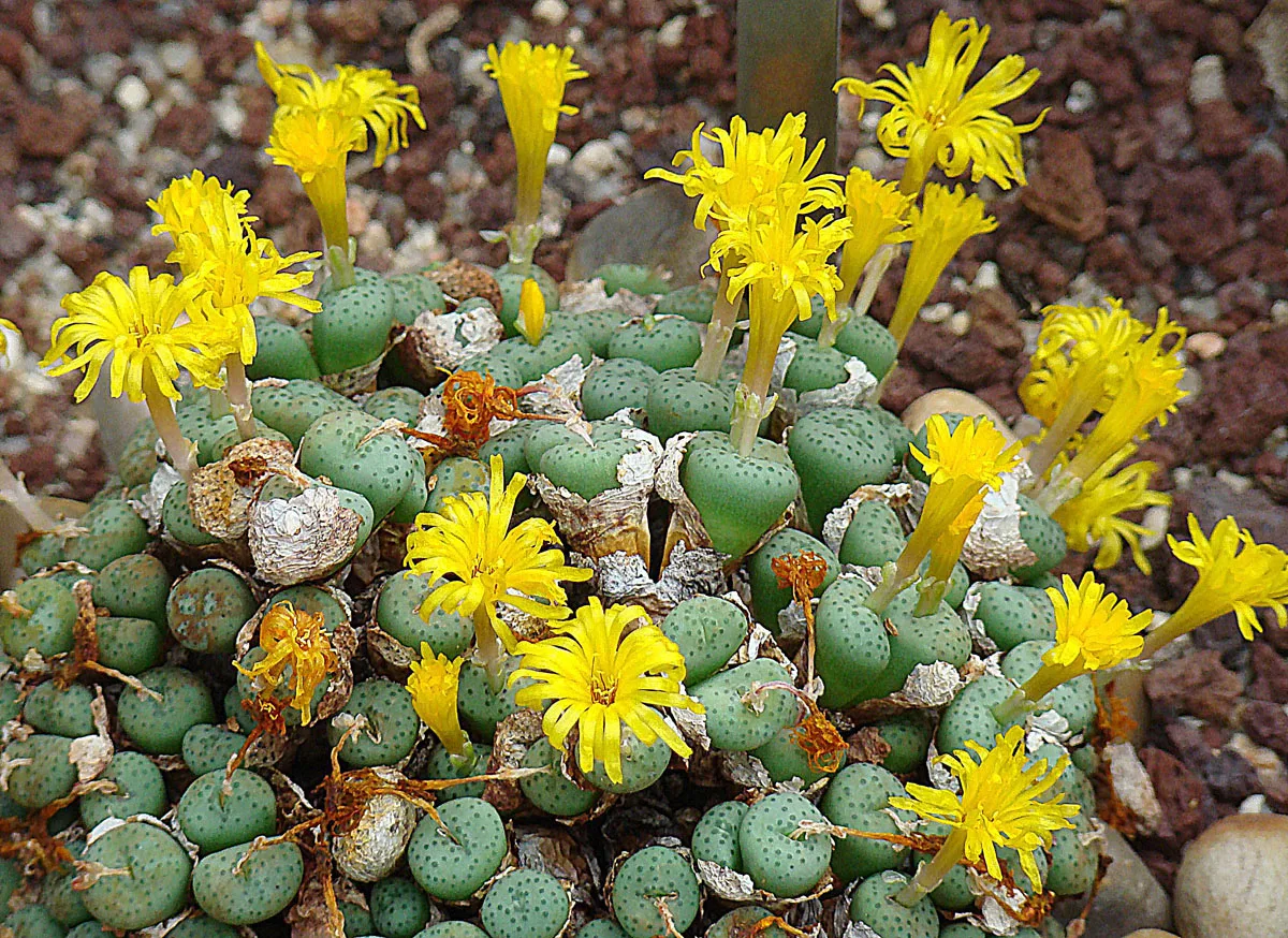 Conophytum novicium
