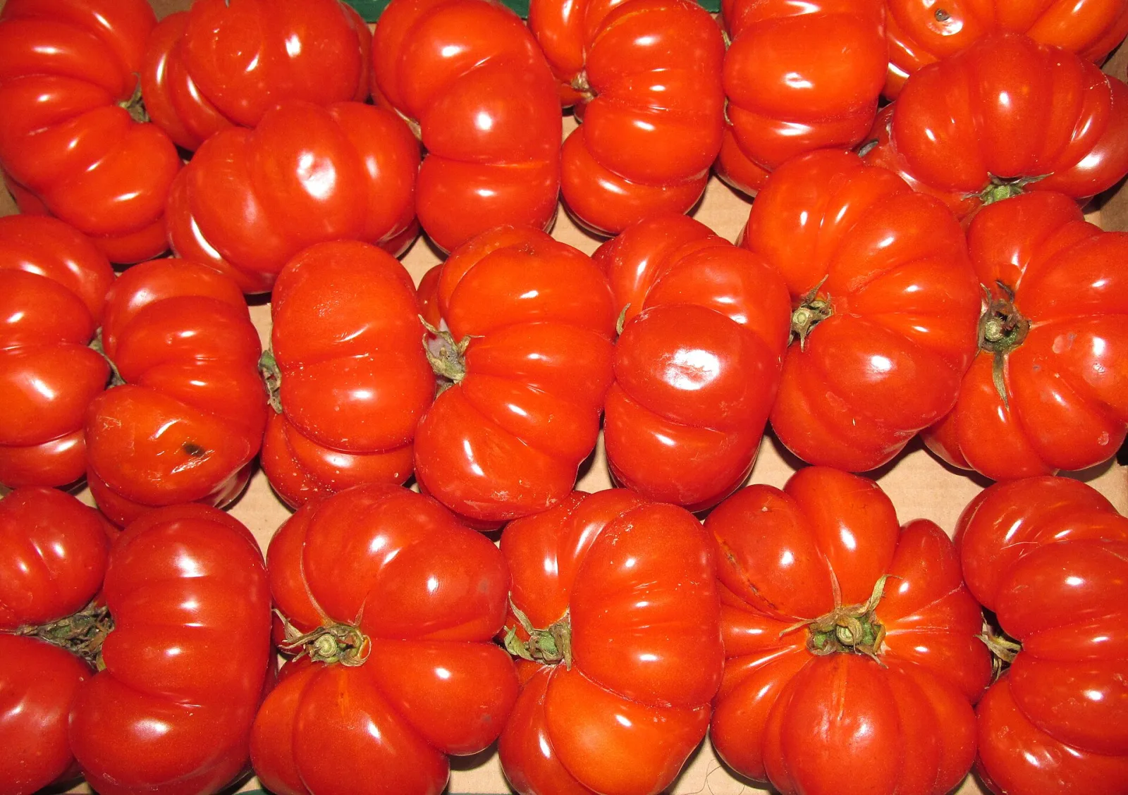 Tomate Costoluto Fiorentino