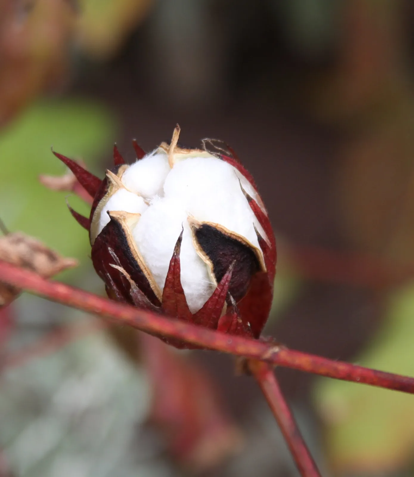 Gossypium hirsutum
