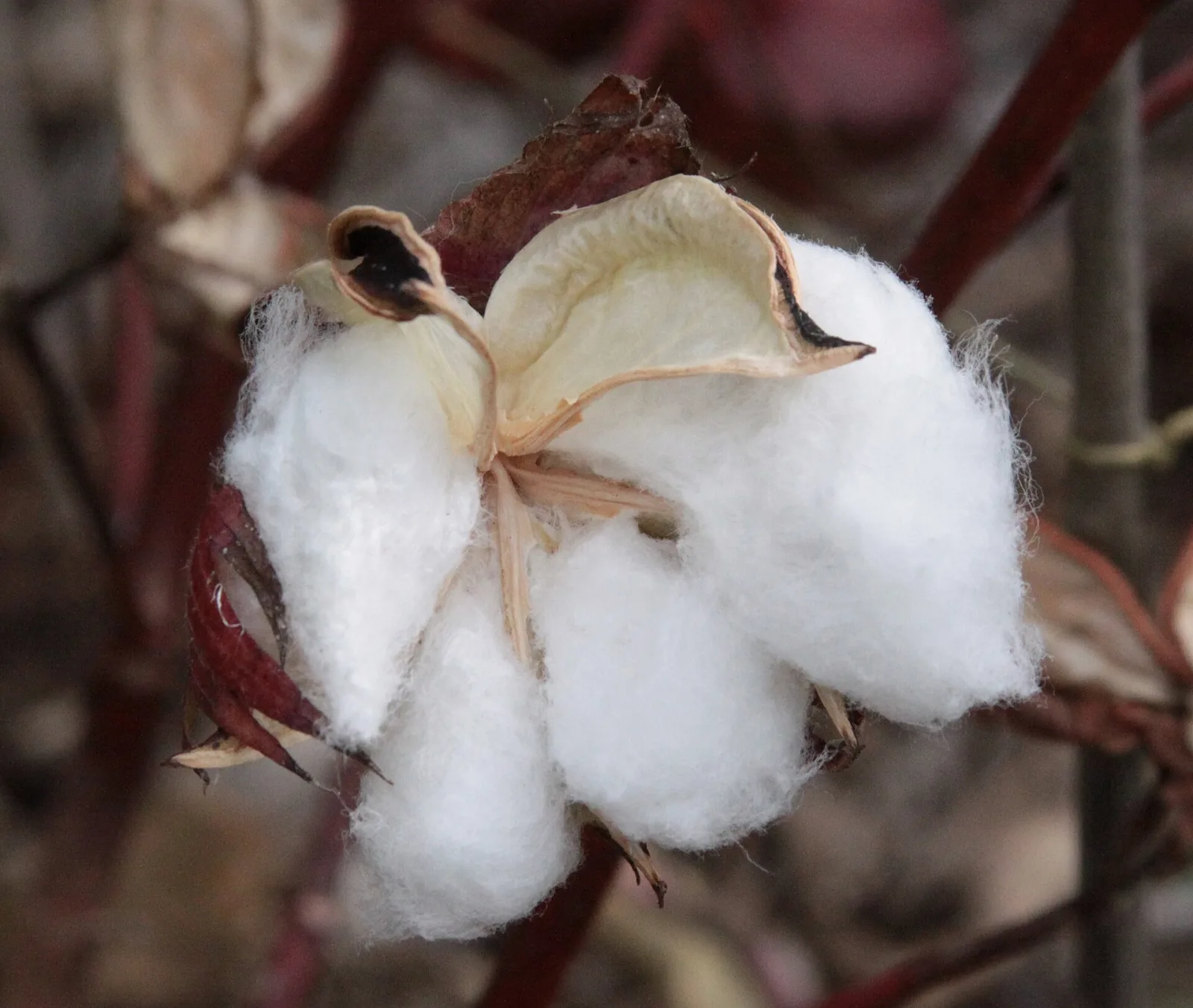 Gossypium hirsutum