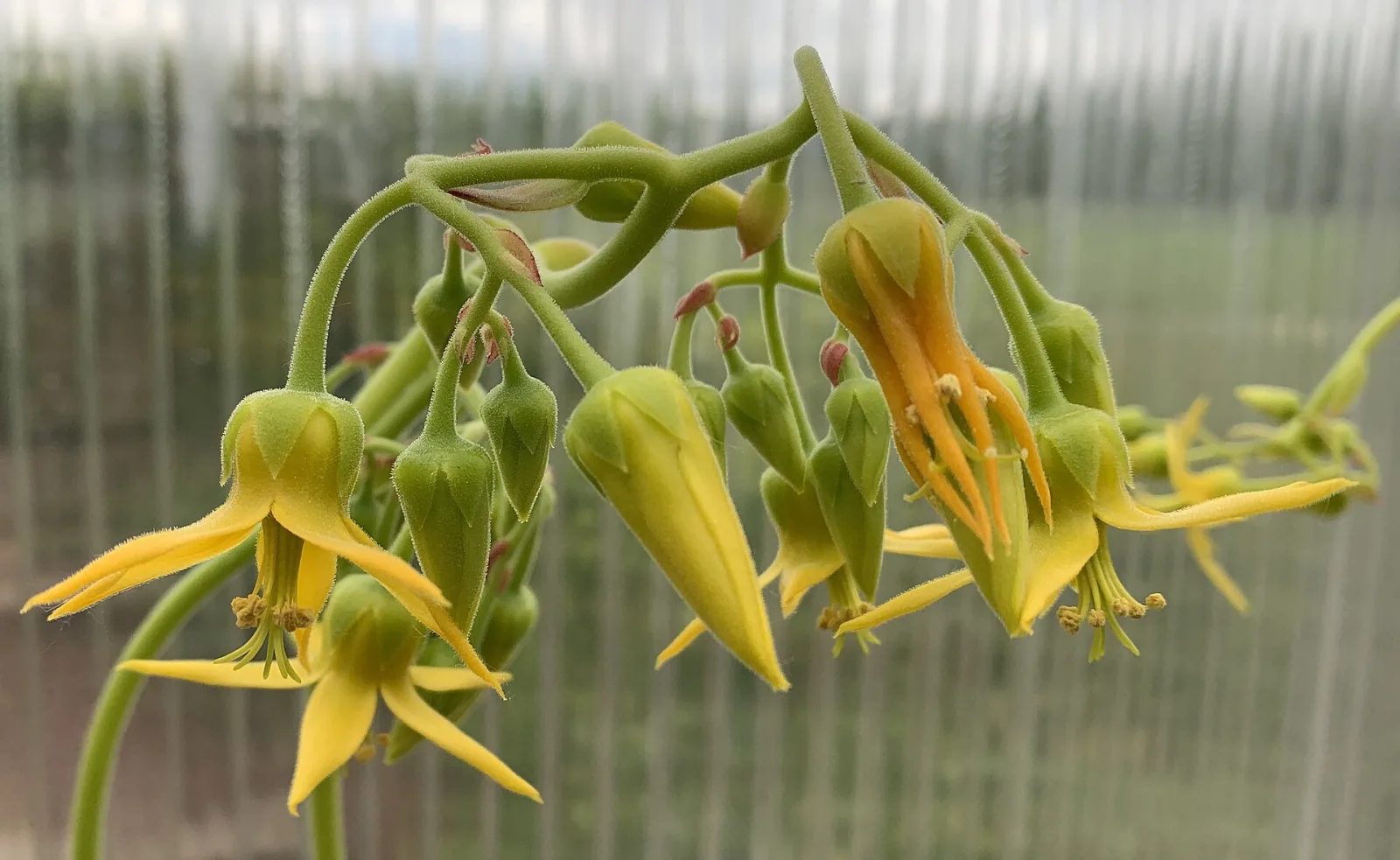 Cotyledon campanulata