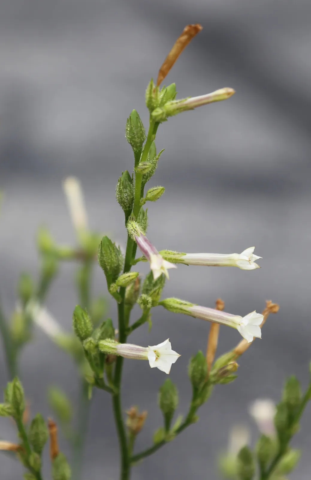 Nicotiana White Trumpets