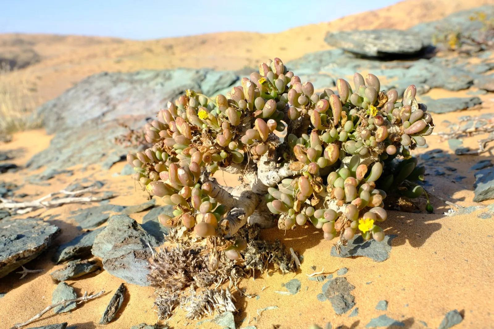 Othonna clavifolia