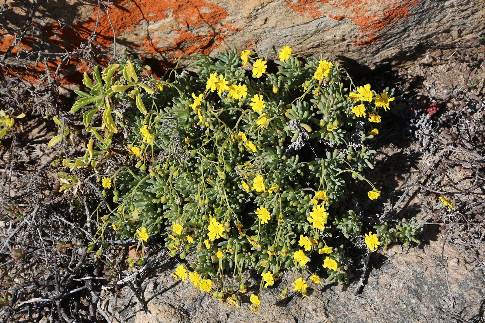Othonna cylindrica