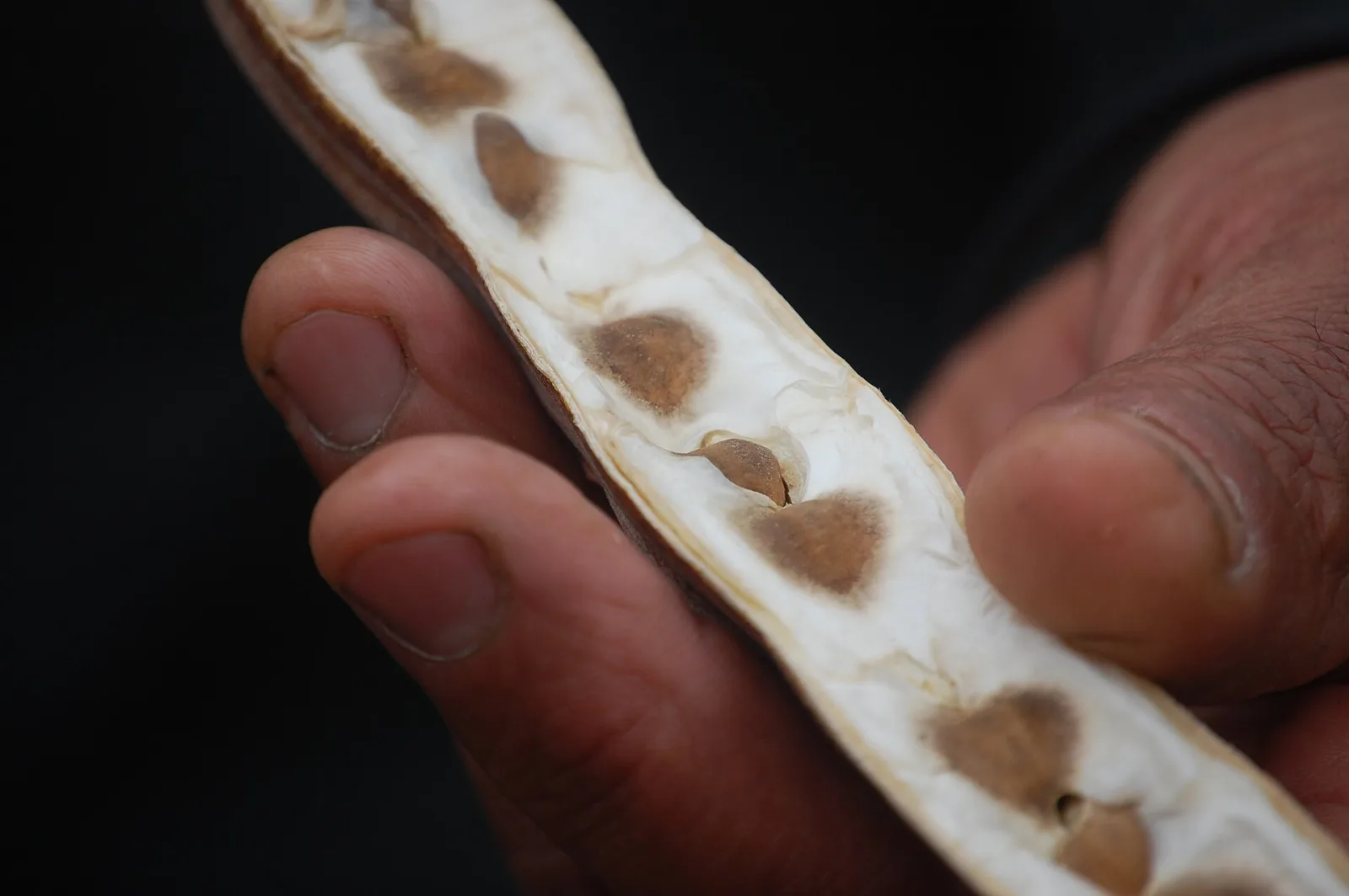 Moringa pterygosperma