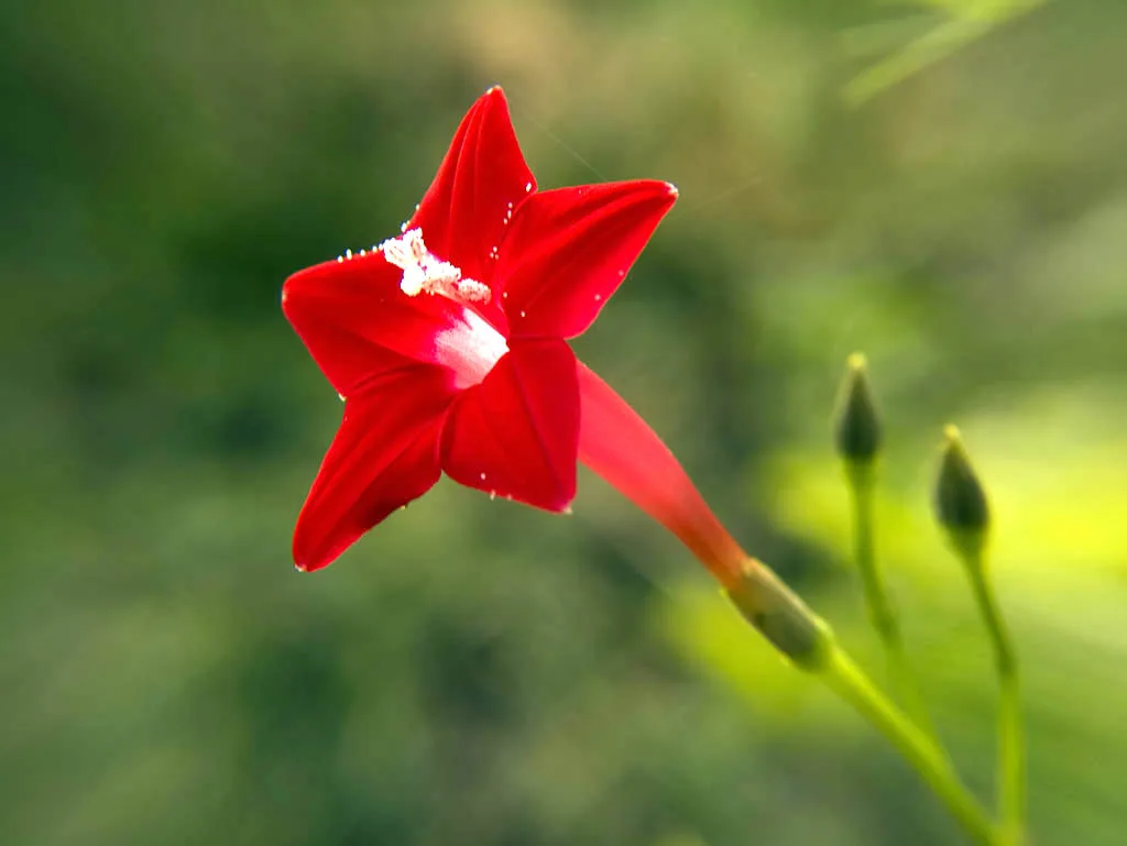 Ipomoea quamoclit