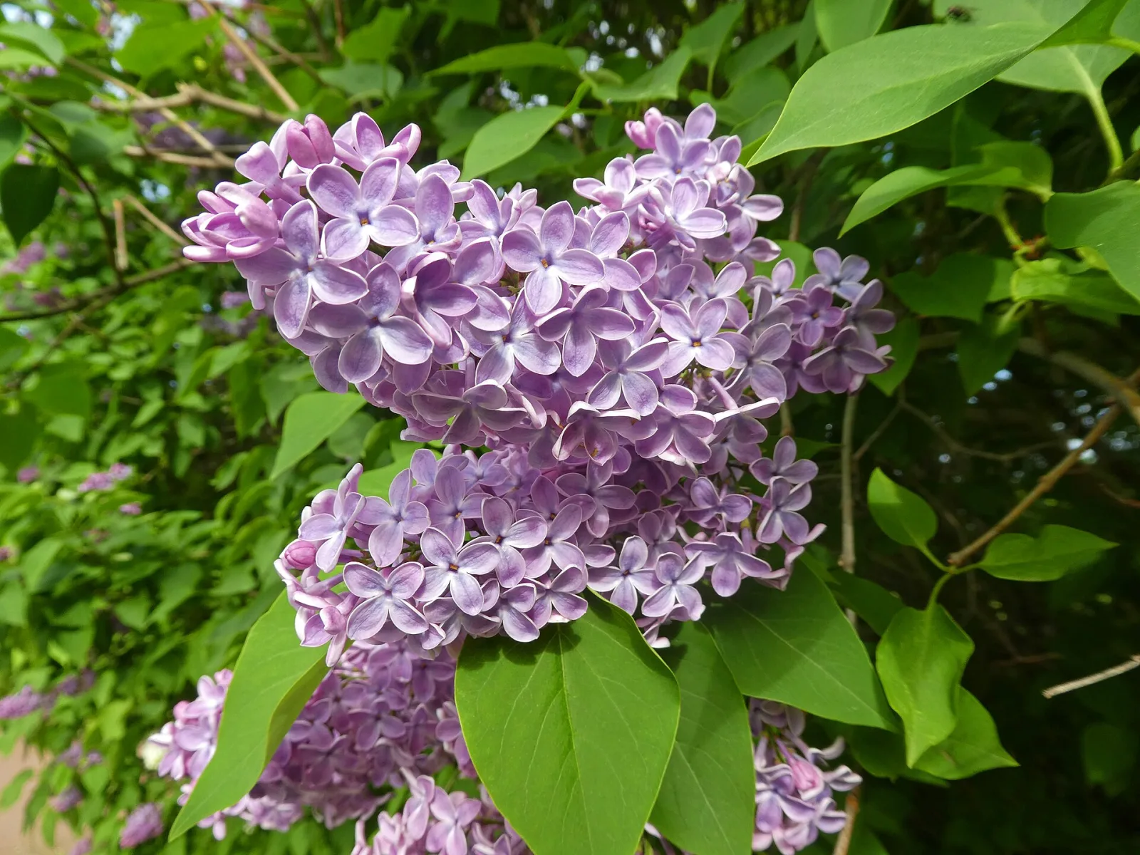 Syringa vulgaris