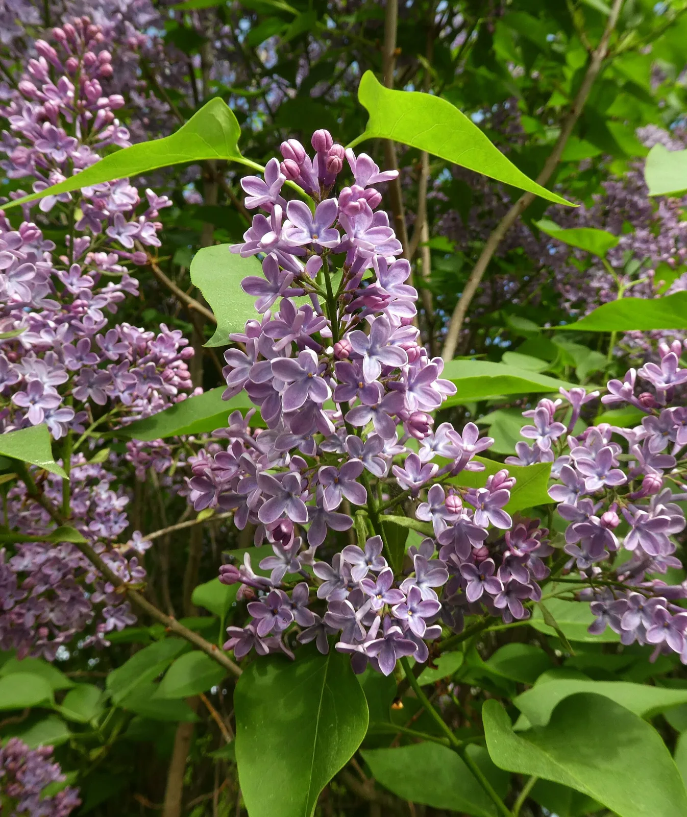 Syringa vulgaris