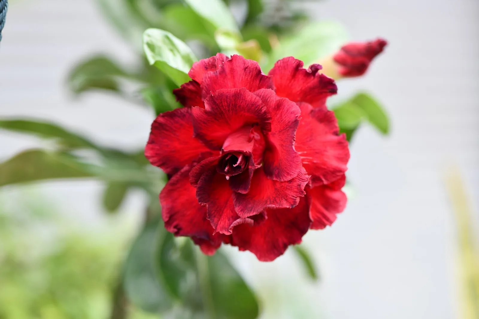 Adenium obesum Triple Anna