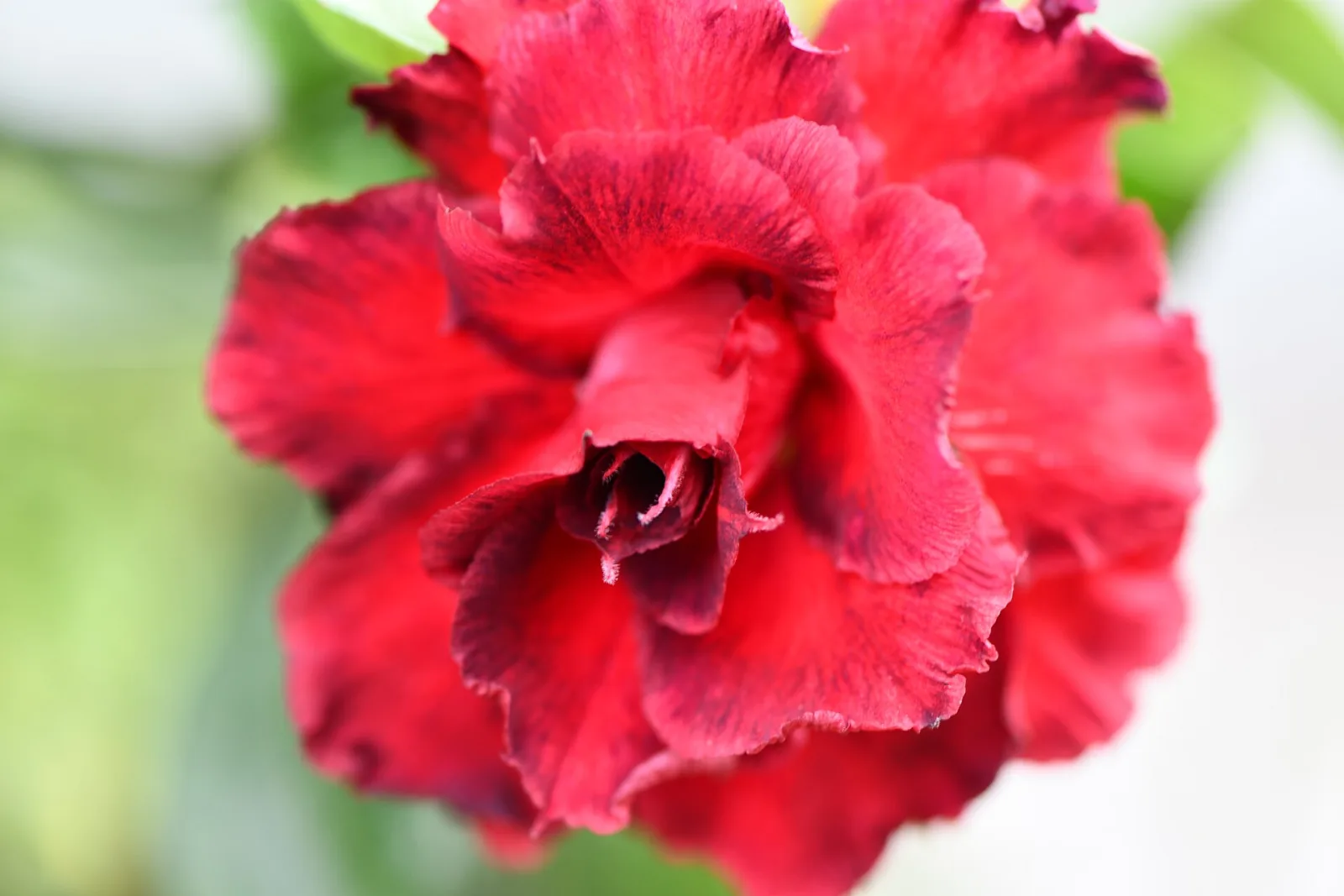 Adenium obesum Triple Manificent
