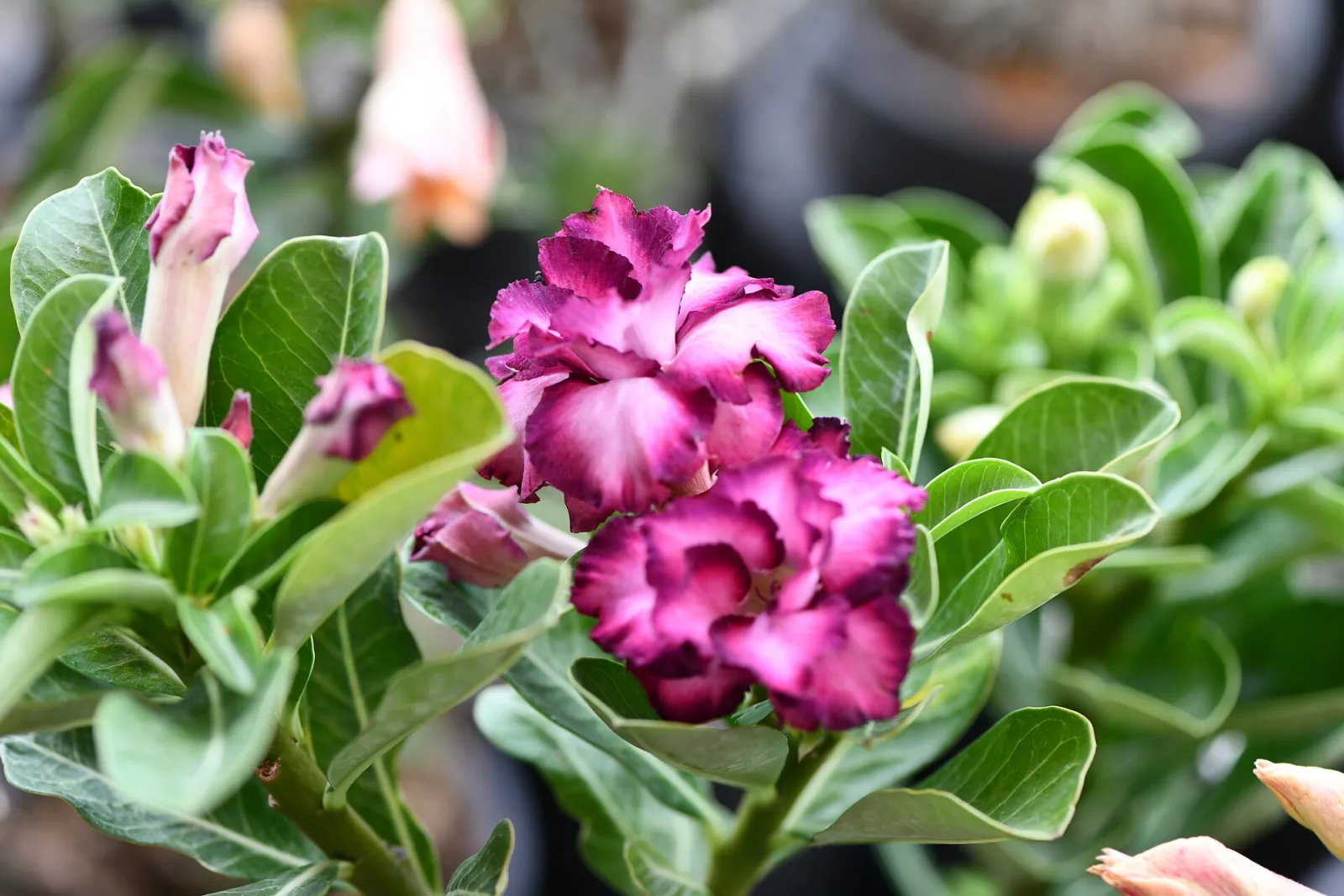Adenium obesum King Blue Velvet