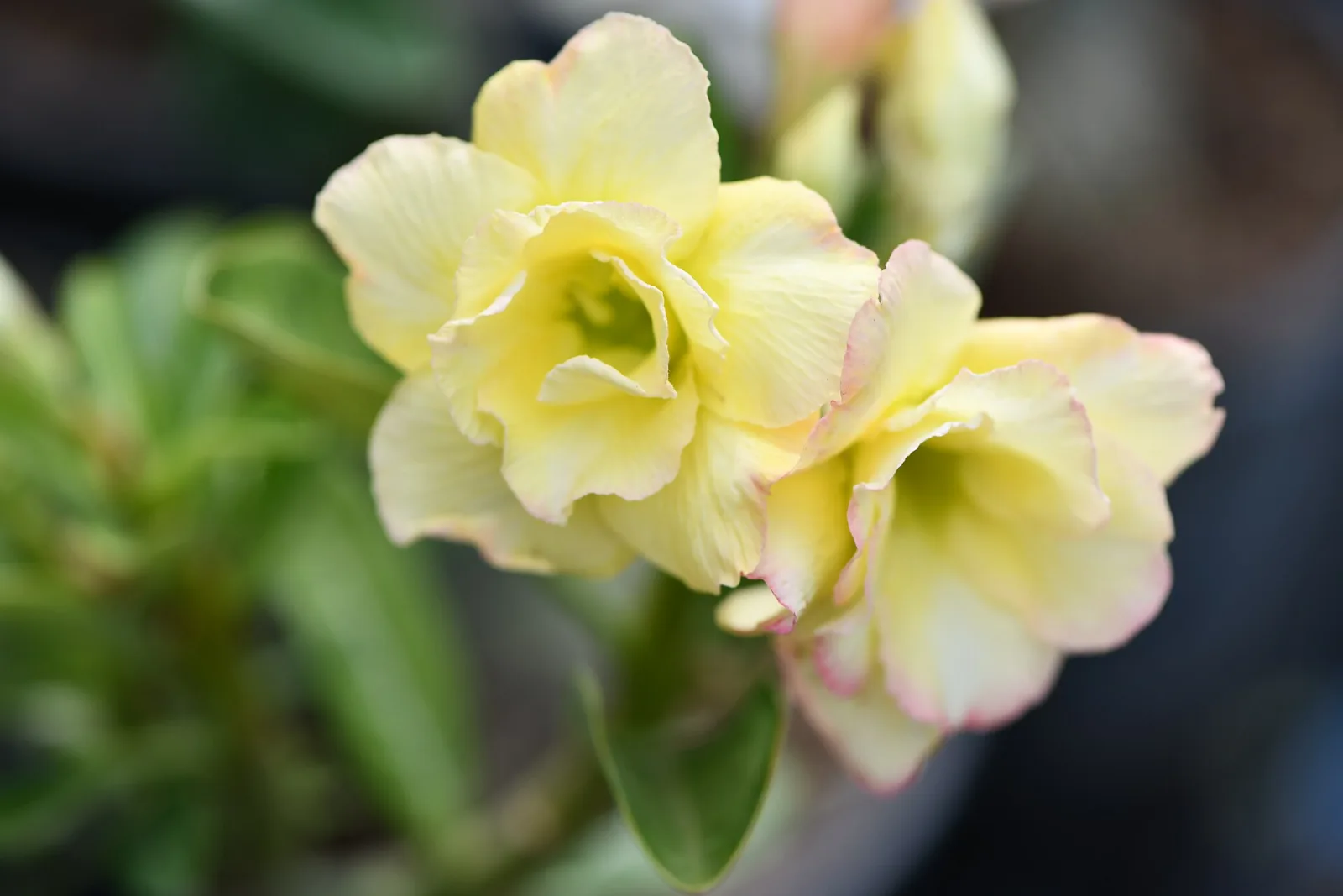 Adenium obesum Orange V