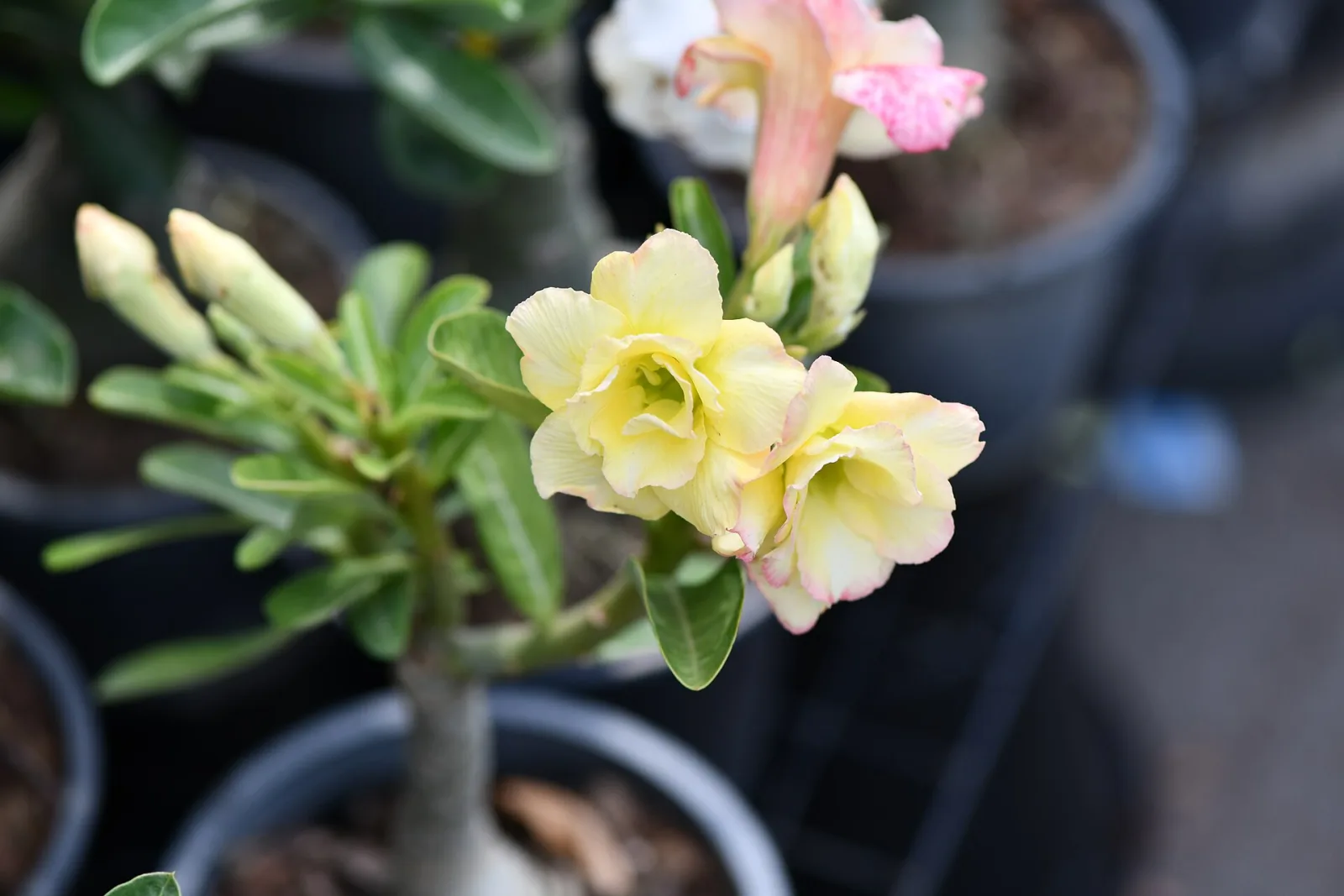 Adenium obesum Honey