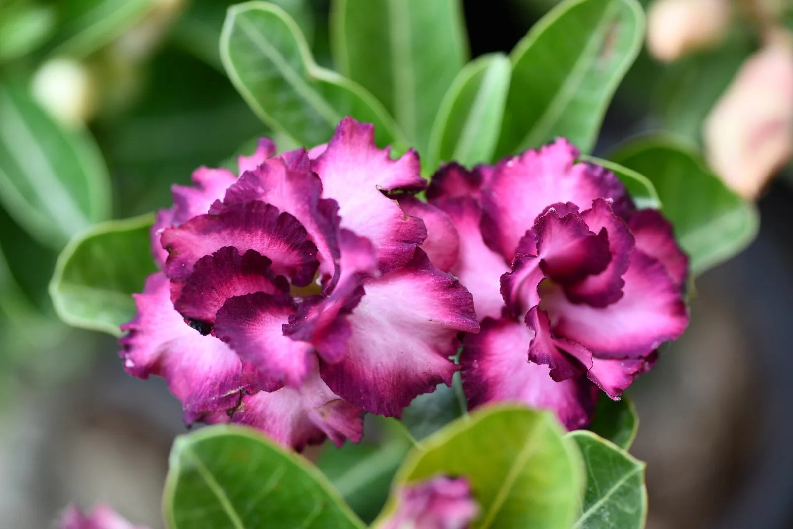 Adenium obesum Blueberry